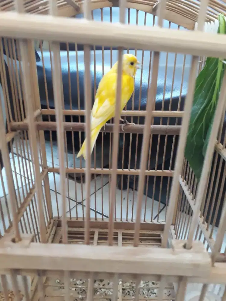 Kenari kuning stabilo gacor nyerang