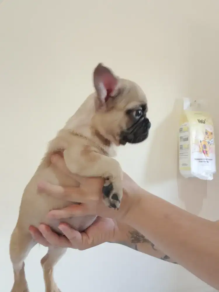 French bulldog/ frenchie BETINA