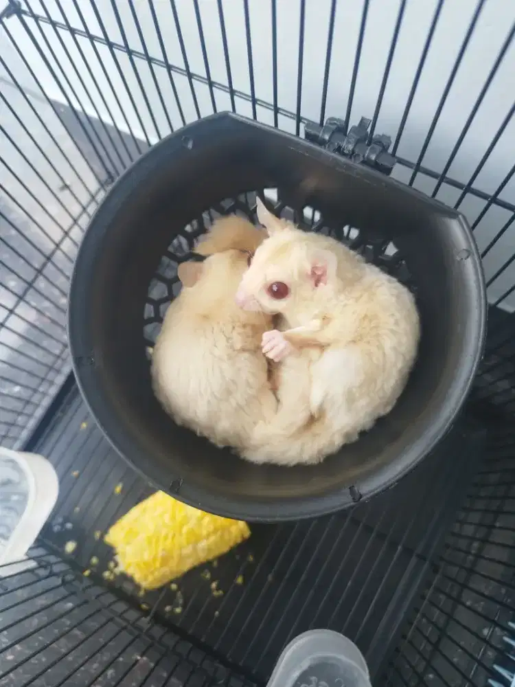 Sugar Glider Creamino Sepasang fullset