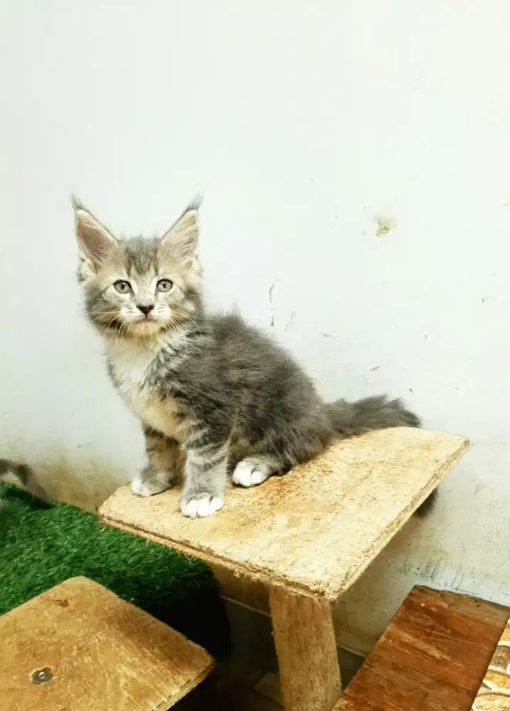 Kitten Jantan MaineCoon Pure No mix. Garansi