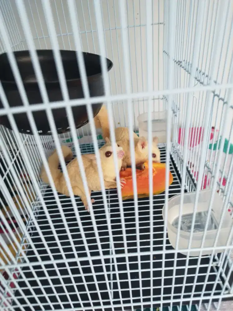 Sugar glider creamino indukan sepasang fullset