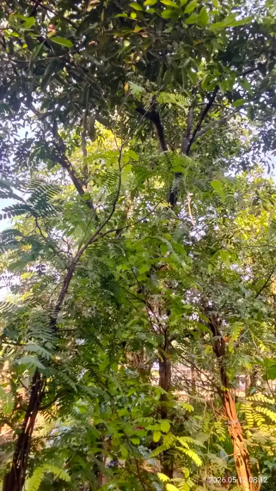 Pohon asam Jawa / tanaman asam