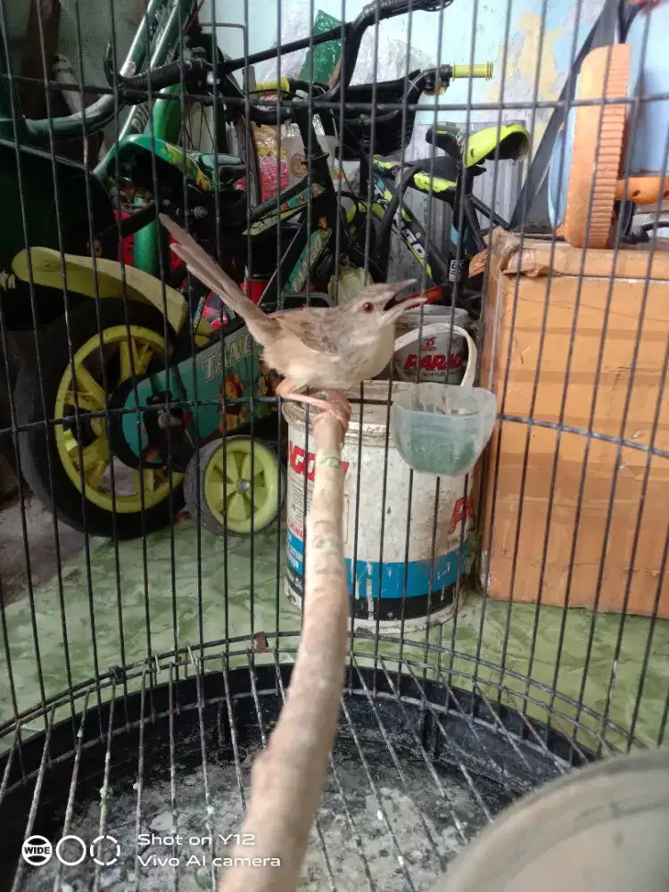 jual burung prenjak gunung jantan bunyi udh makan pur total
