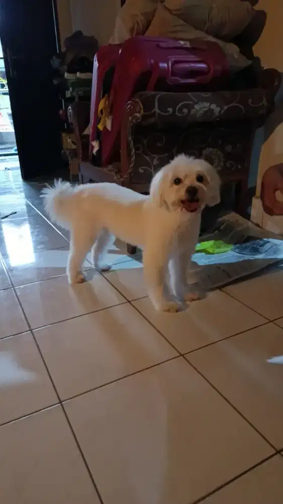 Grooming panggilan kerumah Anjing dan kucing kerumah ( House Call)