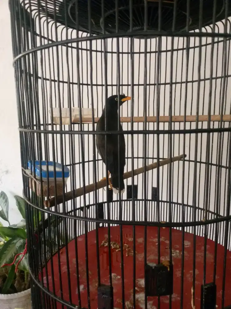 Dijual Jabo Gacor mata semi Putih