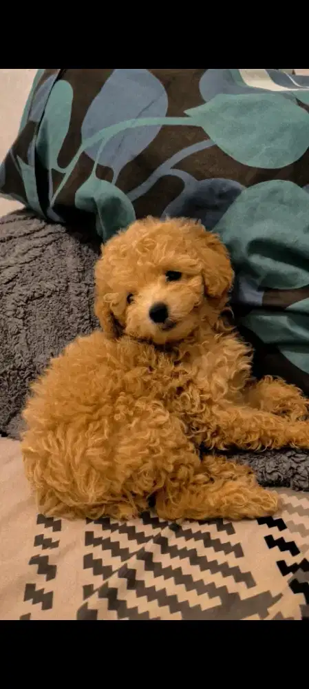 Anjing Poodle Light Apricot