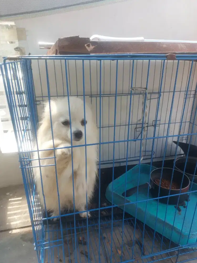 Anjing Pom pom usia 1,5 tahun betina