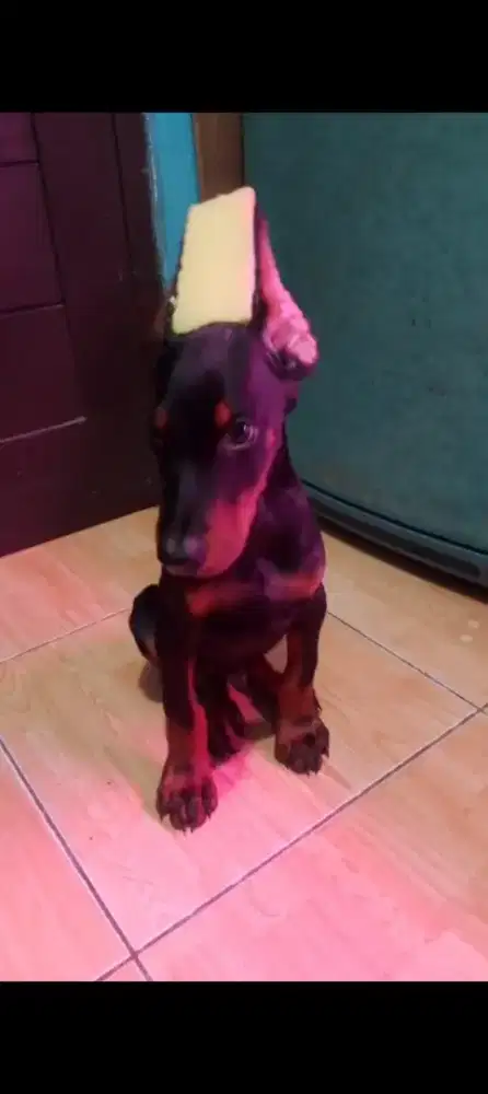 Doberman puppies 2bulan