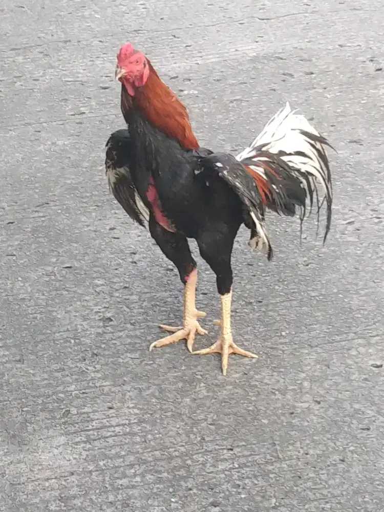 Ayam bangkok klasik ukuran 5, umur 12 bulan