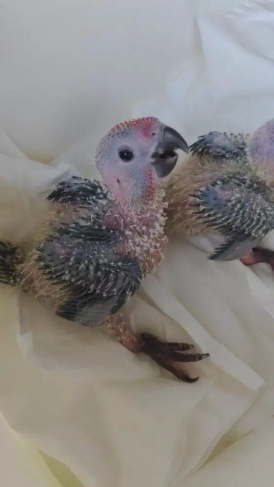 Sun Conure Baby