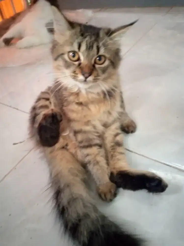 Kitten/kucing/persia