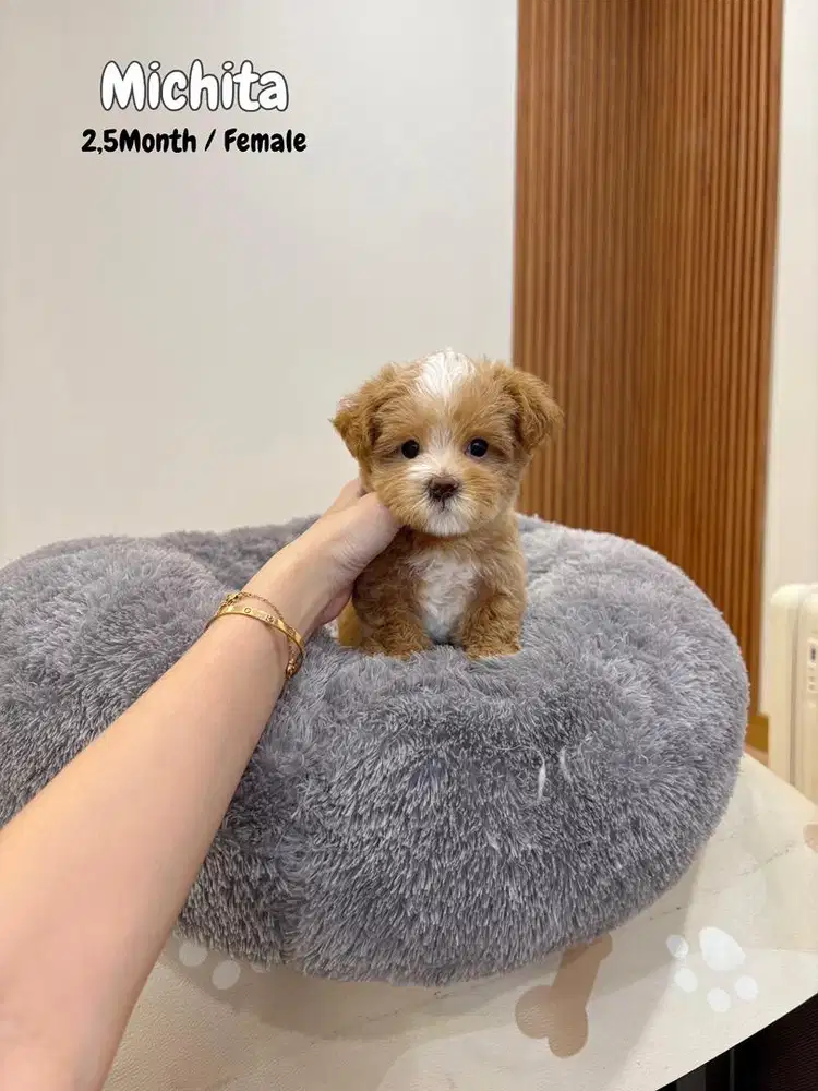 Maltipoo poodle maltese shihtzu chihuahua anjing lucu kecil pudel