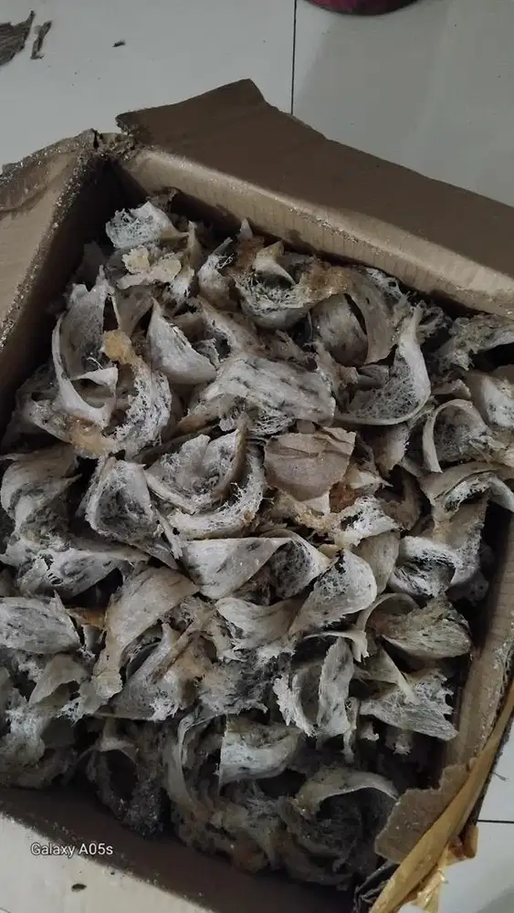 sarang burung walet sumatra