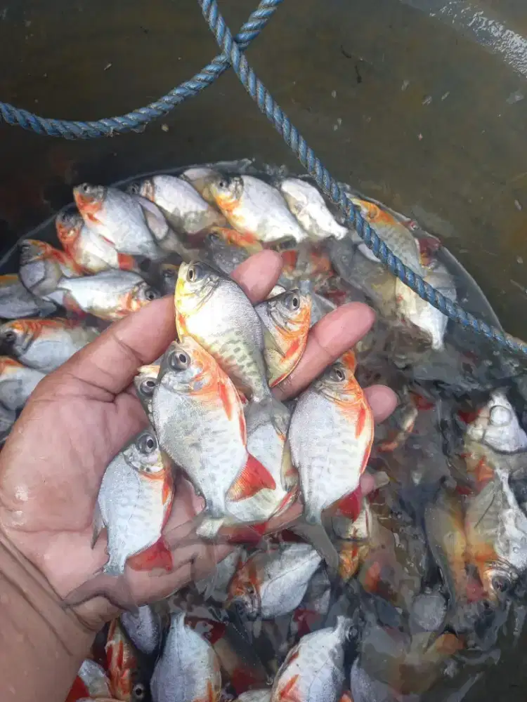 Bibit Ikan Bawal 3 Jari
