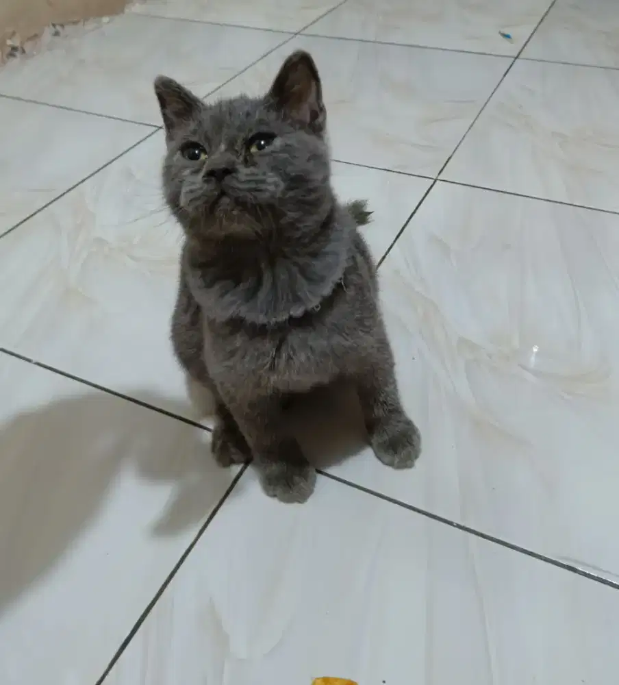 Kucing British Short Hair