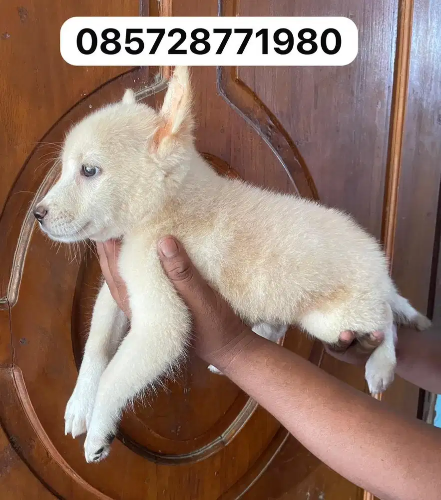 Puppy 2bln mix husky