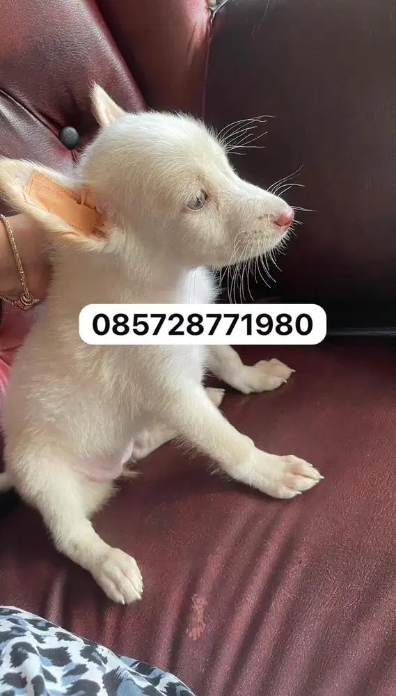 Puppy 2bln 2 ekor betina semua