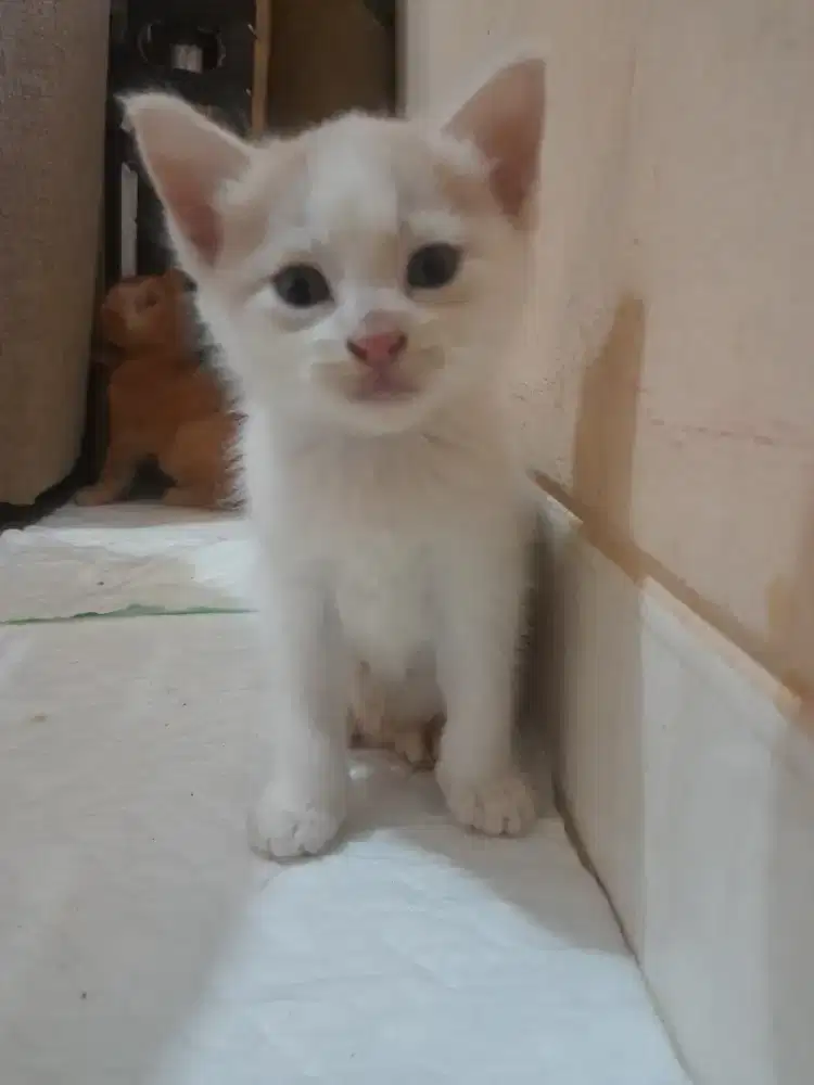Lepas Adopt Kitten mixdom
