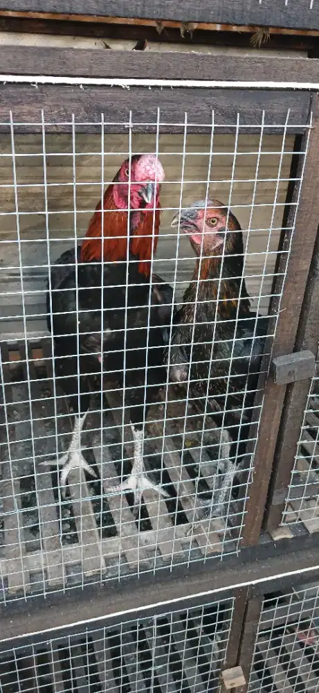 Sepasang ayam asel