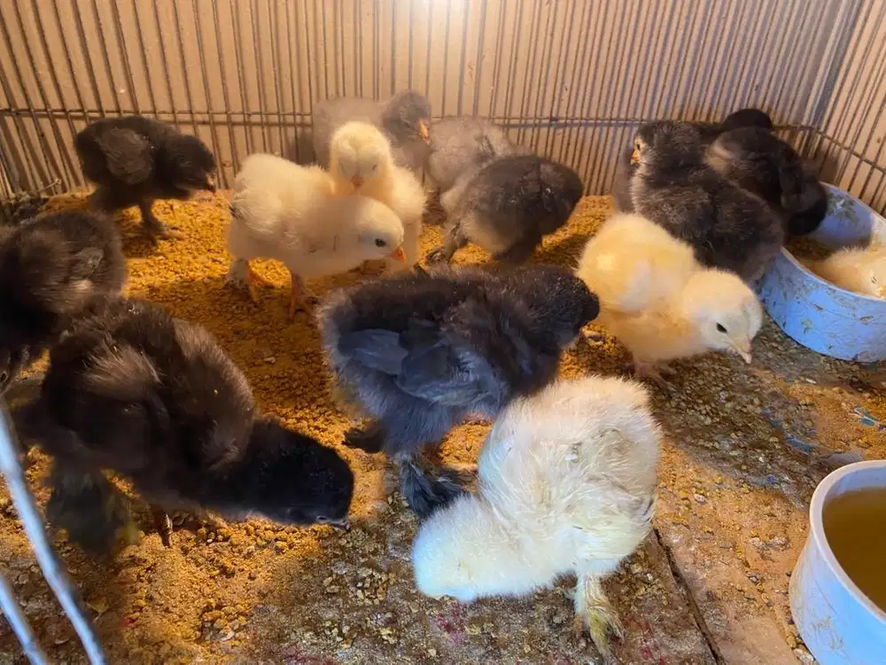 Anakan Ayam Hias Brahma