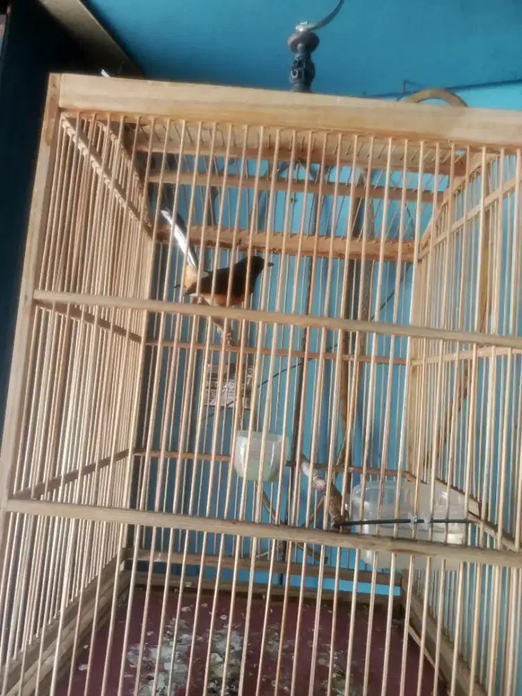 Dijual Burung Murai Medan Betina Udh Bunyi Udh ngepur juga
