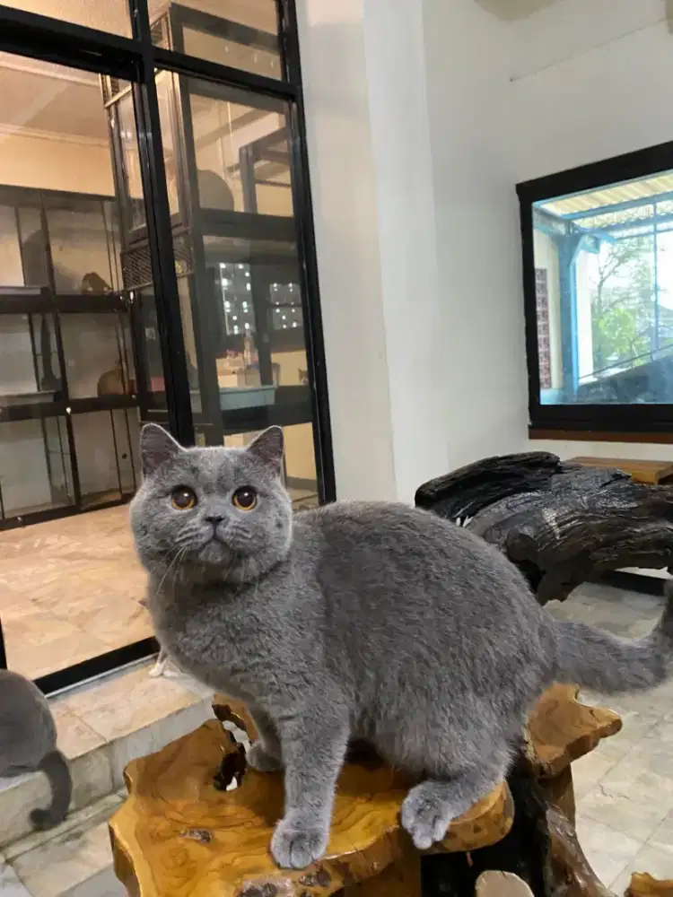 BSH blue solid (Zora) Jantan