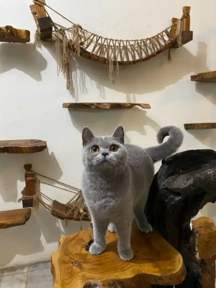 BSH Blue solid (Zera) betina