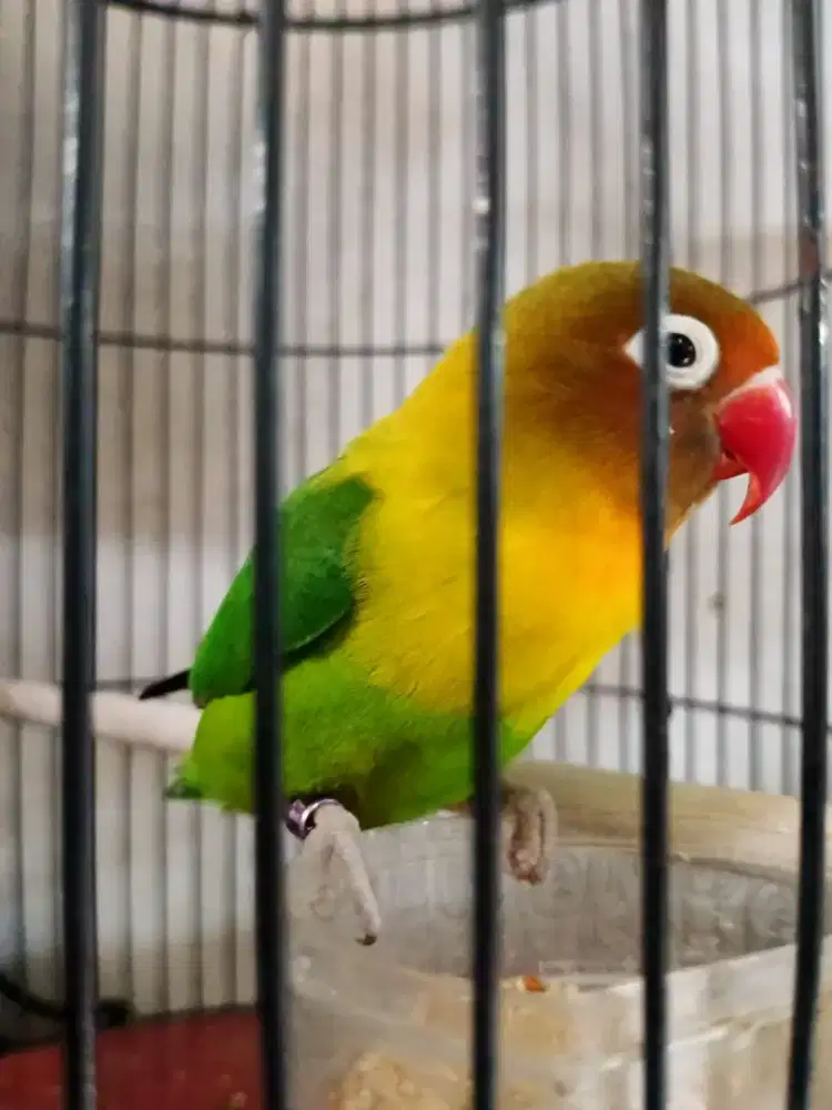 Lovebird betina