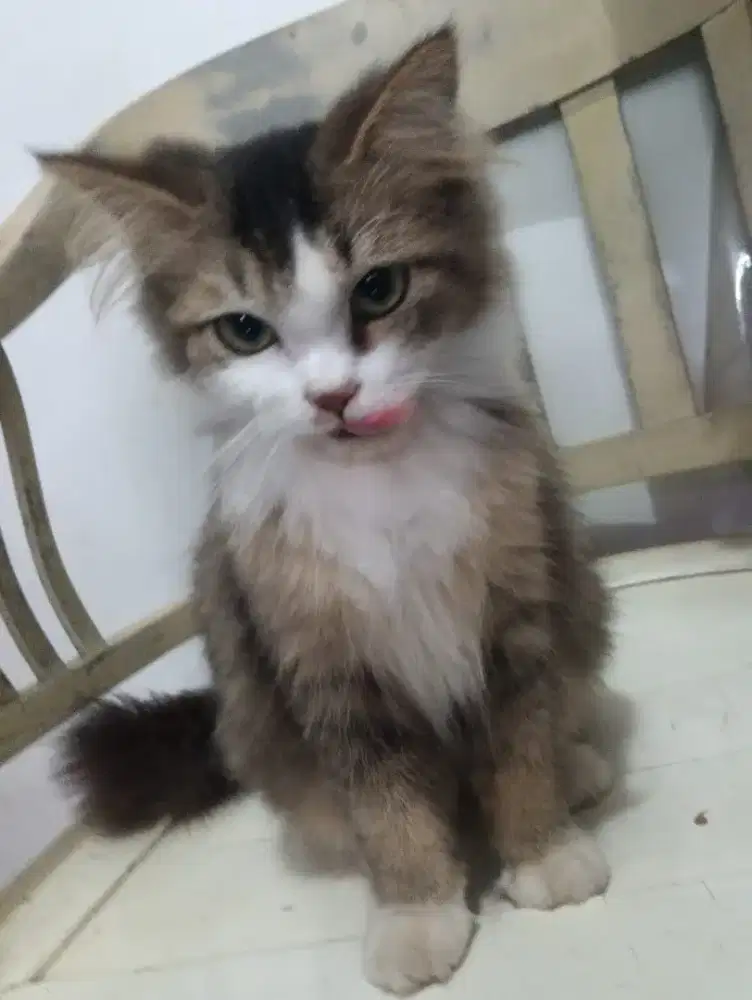 Kitten Persia Domestic Long Hair