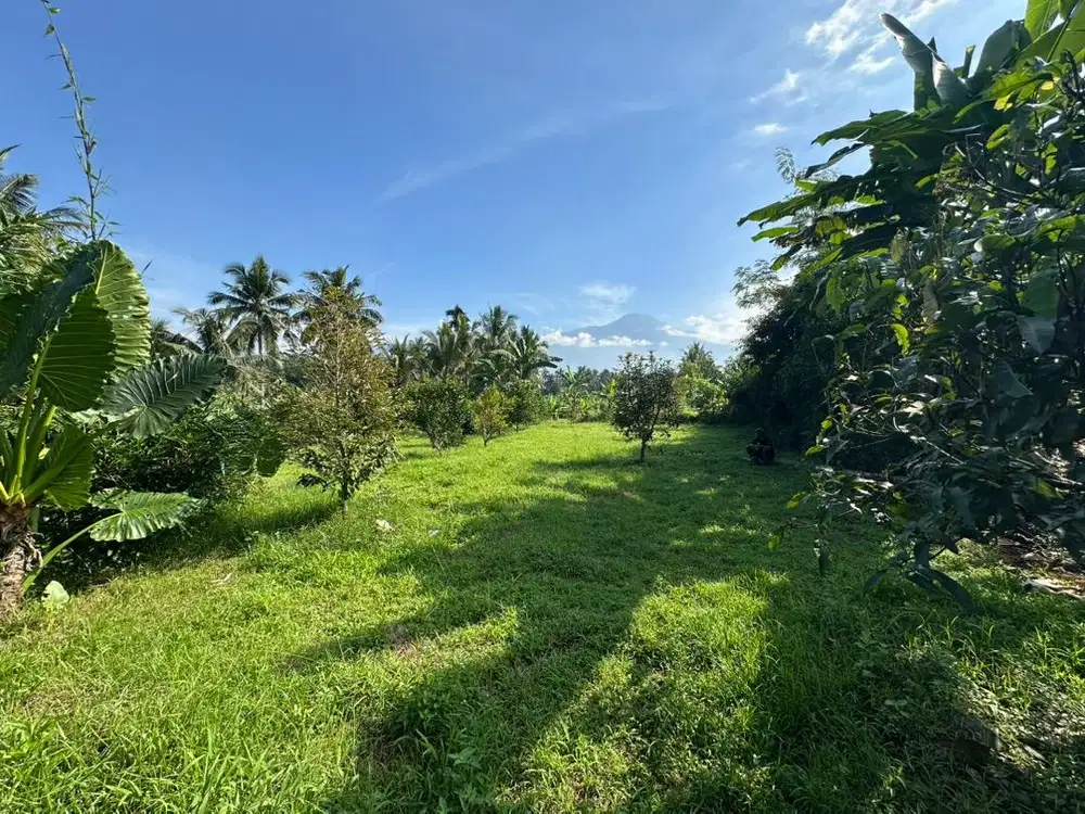 Dijual kebun durian