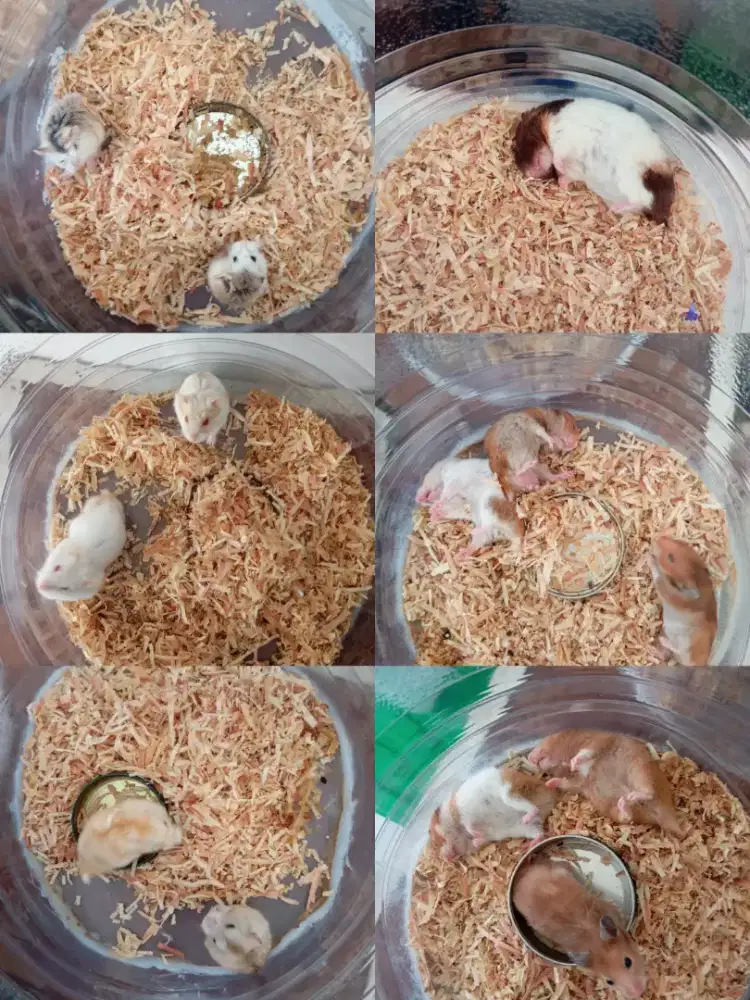 Borongan Hamster syirian cambel Robo dan winter