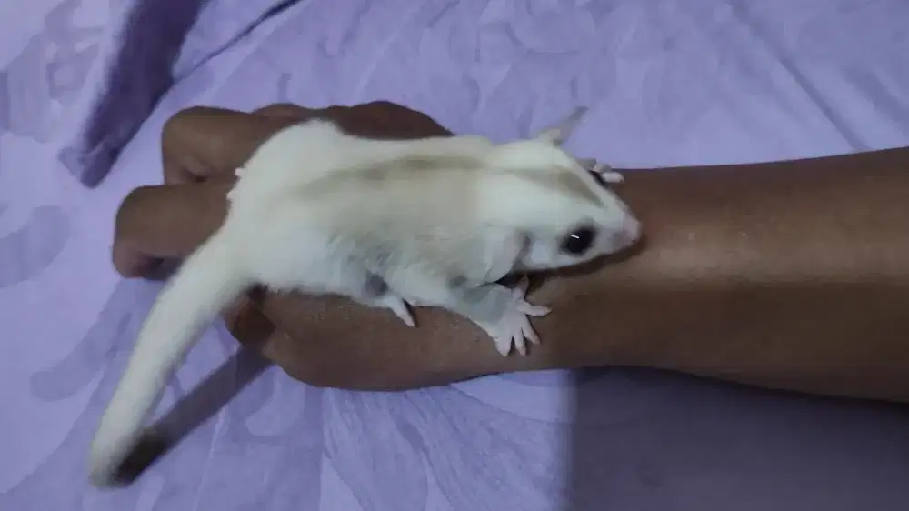 Sugar glider creamino betina
