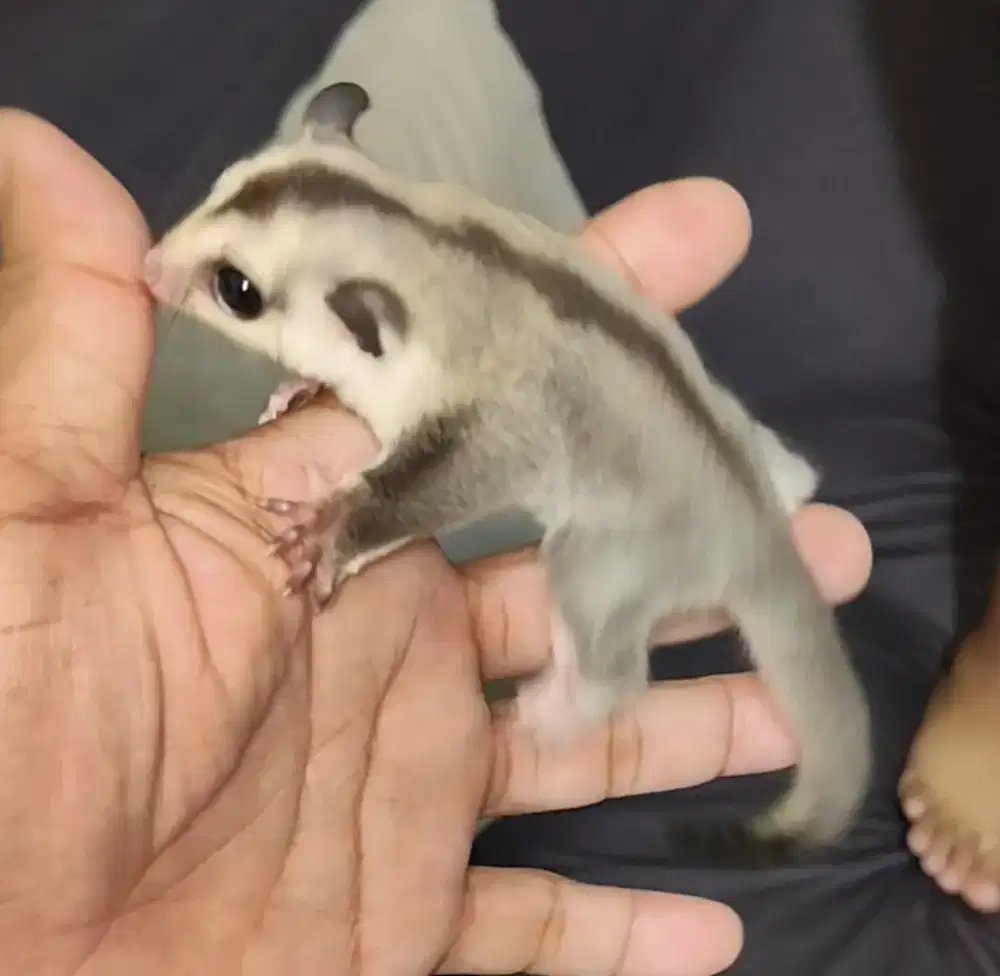 Sugar glider white face betina