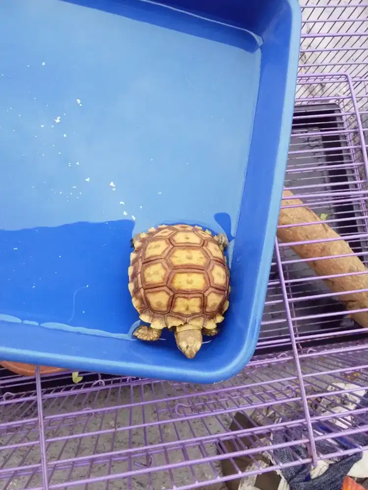 Sulcata baby 6 cm up