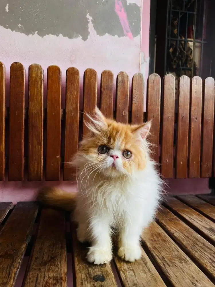 KITTEN PERSIAN PEAKNOSE LONGHAIR BULU KAPAS