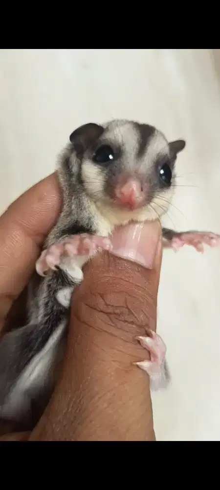 Sugar glider Joey jantan
