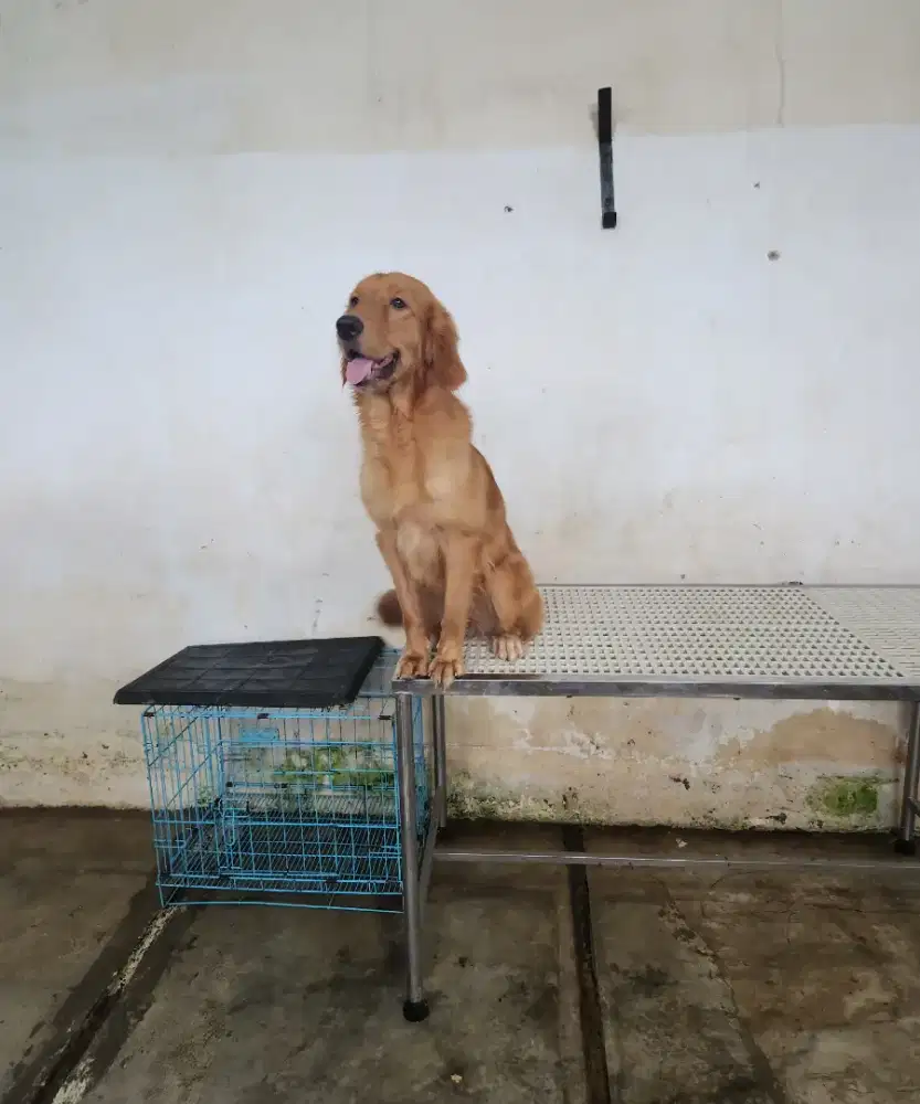 Golden Retriever Female 1 Tahunan Stambum Perkin Long Hair Big Bone