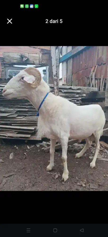 Jasa penyembelihan domba/kambing