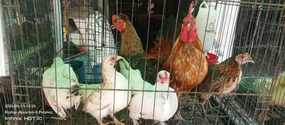 Paket ternak ayam kate