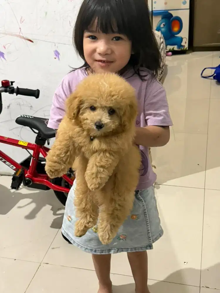 Poodle puppy anjing
