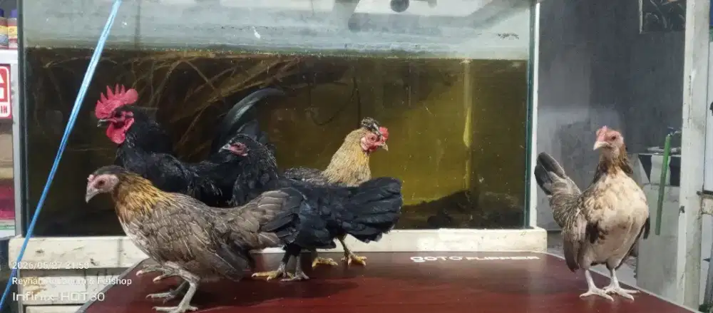 Paket ternak ayam kate