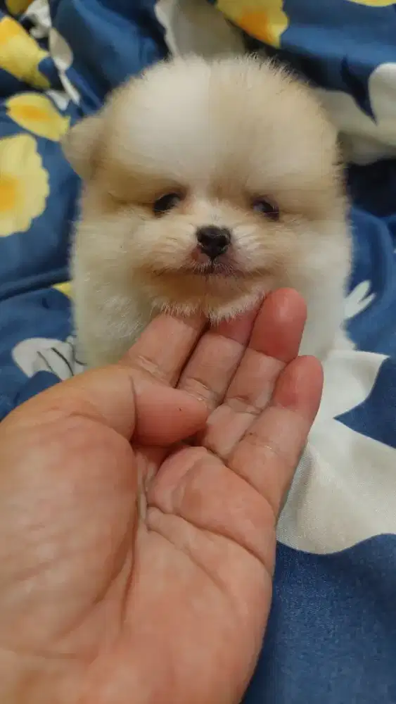 Puppy minipom mini super