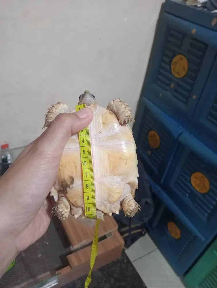 Kura-kura Sulcata