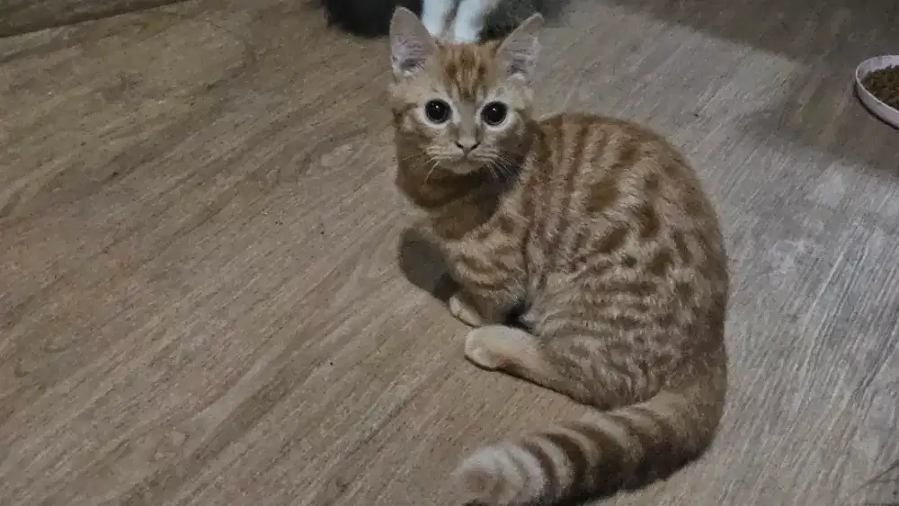 Kitten cebol bulu pendek 4bln