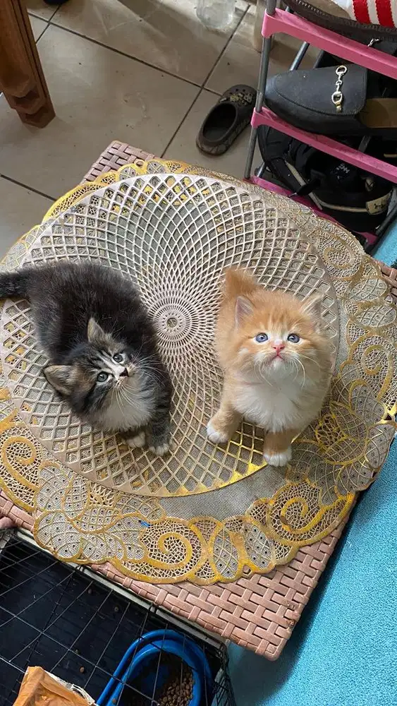 persian bulu kapas