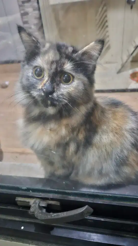 Kitten 3colour sehat 4bln