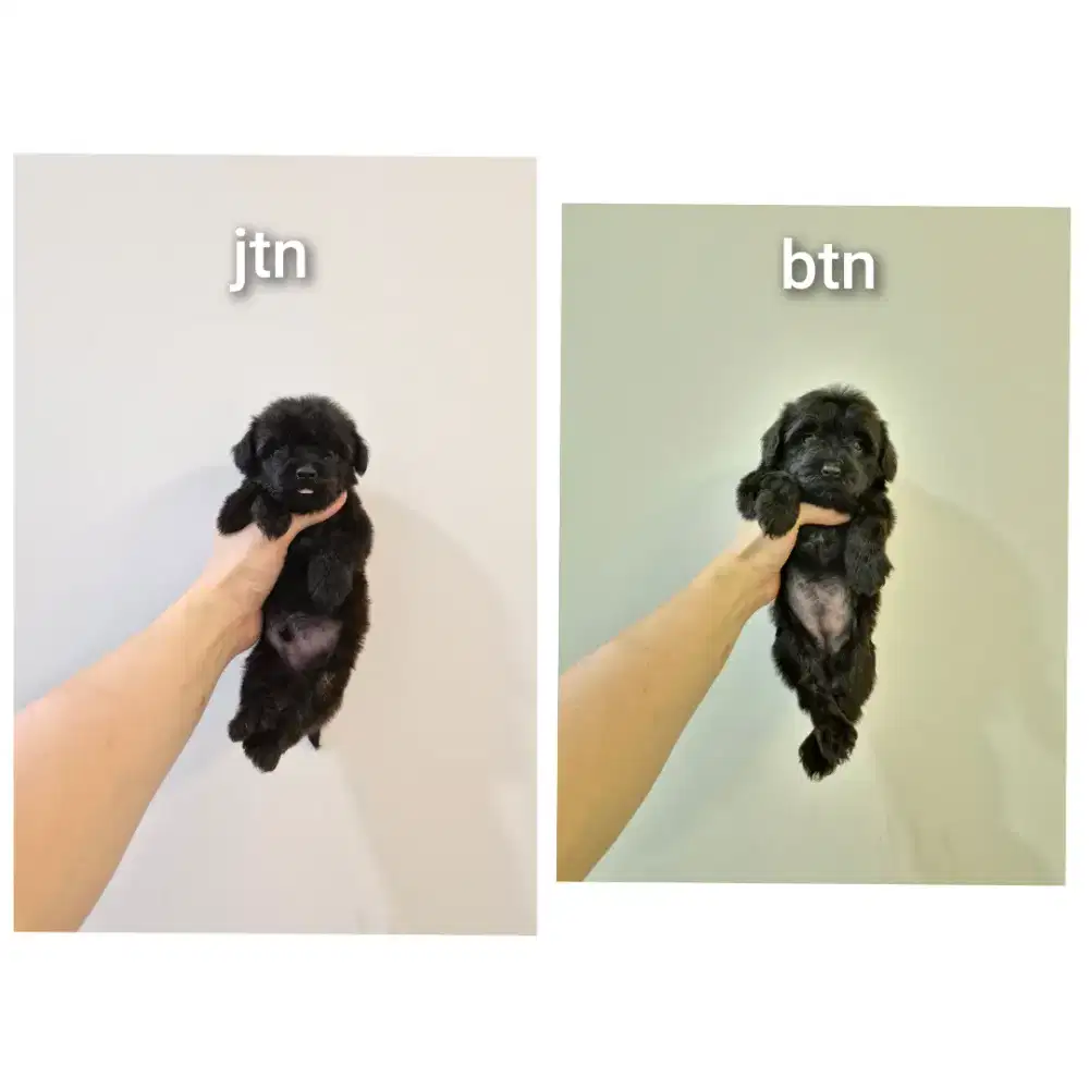 puppy poodle mix pomerian.pompoo. no php !!!