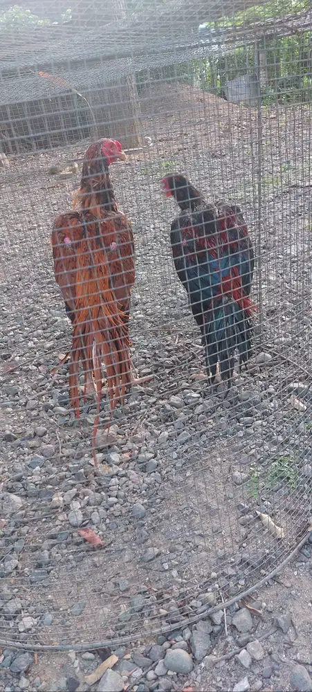 Jual ayam ekor lidi