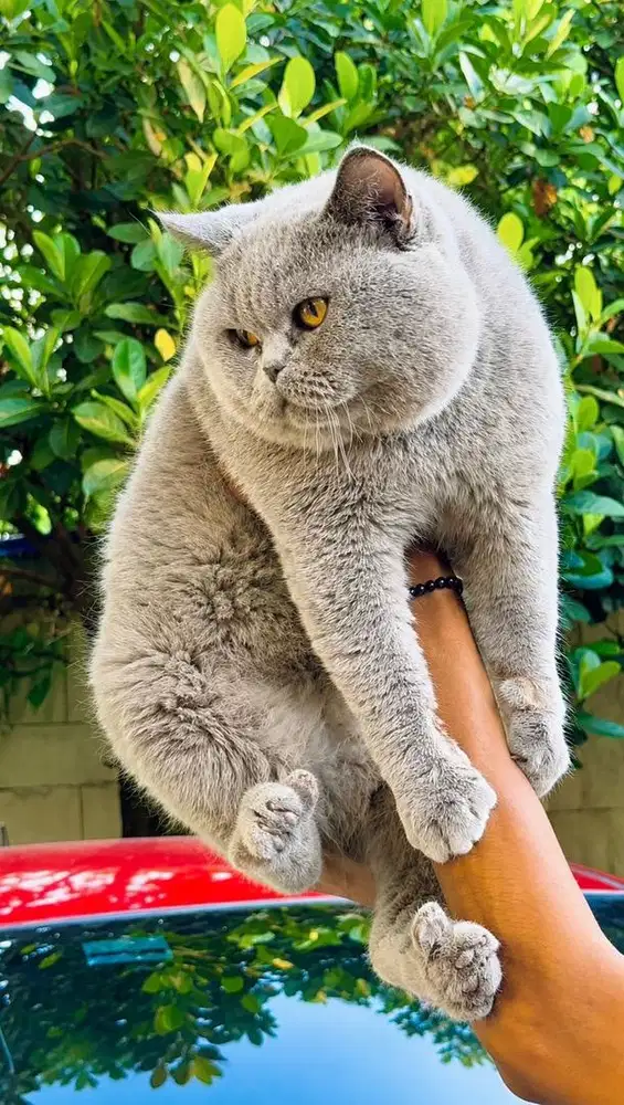British shorthair non pedigree