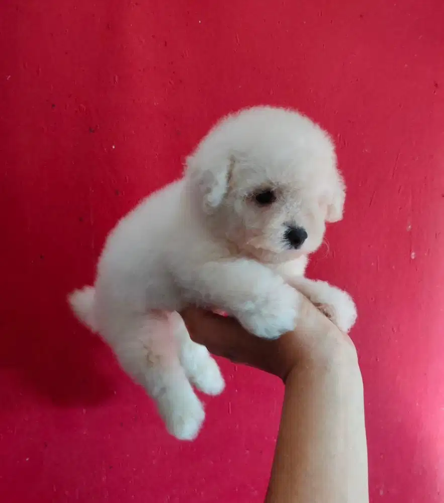 Anjing / puppies bichon frise jantan cute